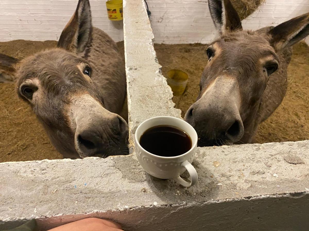 Hospedaje Rancho Guadalupe La Suiza 외부 사진